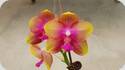 Phal. Allura Als Rainbow